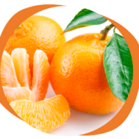 Mandarina